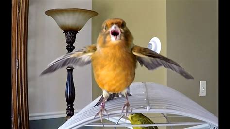 Canary Bird Chirping Singing Being Funny Youtube