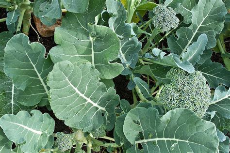 9 Tips For Growing Broccoli In Raised Beds