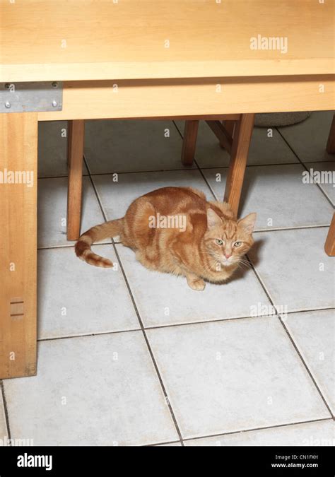 Cat Under The Table Hi Res Stock Photography And Images Alamy