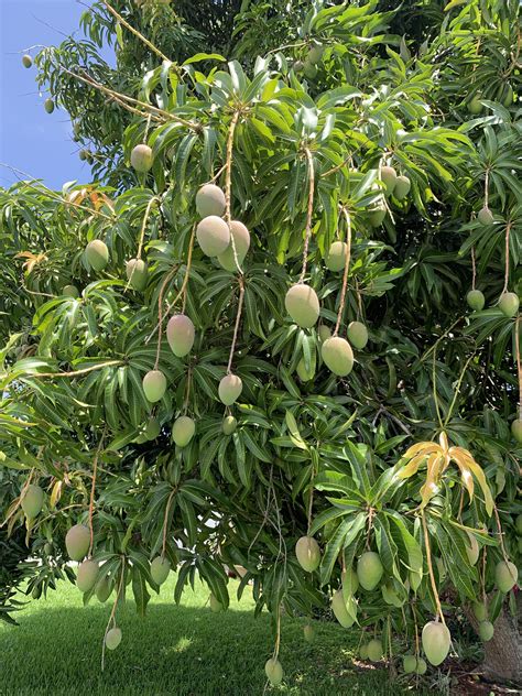 Neighbors Mango Tree Heavy With Fruit Rgardening