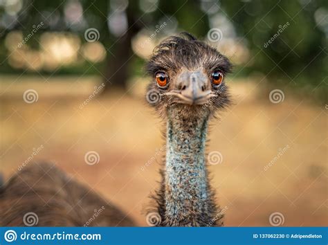 Foto Del Primer De Un Emú Con Una Garganta Azul Y Ojos Anaranjados Que Miran La Cámara Foto De