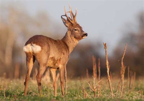 From Amsterdam Group Tour To Hoge Veluwe National Park Getyourguide