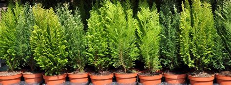 Thuja In Pots1 Stock Photo Image Of Bush Ground Gardening 17246716