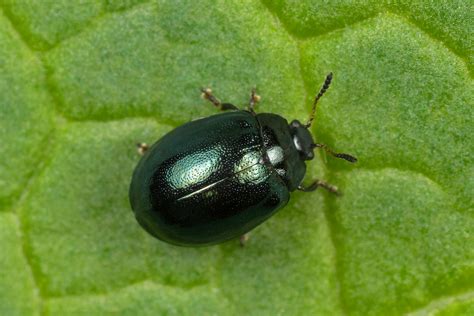 Plagiodera Versicolora Nikolai Vladimirov Flickr