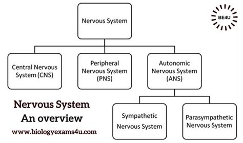 5 Major Functions Of Nervous System