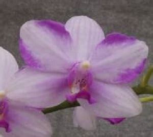 Dtps Jiuhbao Purple Crystal Welcome To Orchid Cultivators