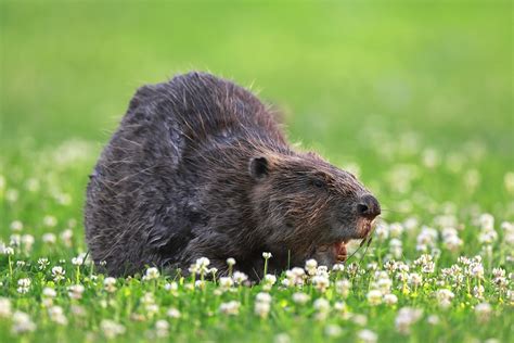 Eurasian Beaver Rodent - Free photo on Pixabay - Pixabay