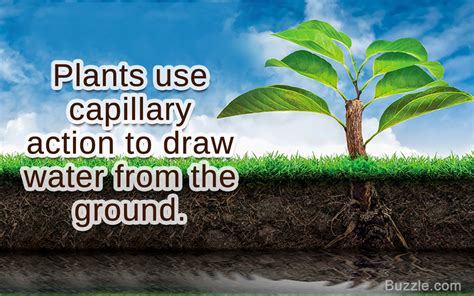 Examples That Explain The Concept And Meaning Of Capillary Action