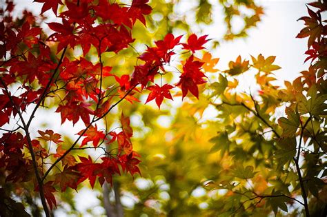 Red Fall Leaves Background