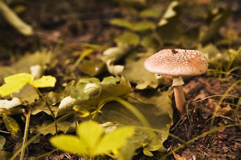 Champignon veneneux | Vecteurs et Photos gratuites