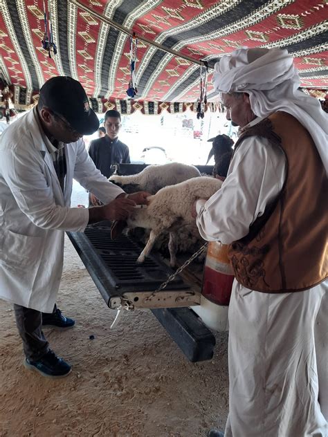 لتنمية الثروة الحيوانية لقبائل الضبعة قافلة بيطرية بقرية جلالة في