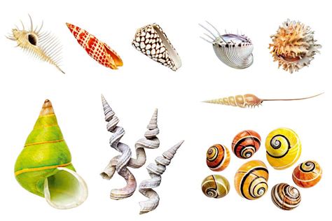 Stunning images of mollusc shells reveal their beauty and diversity | New Scientist