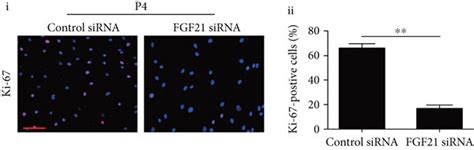 Fgf Mediates The Replicative Senescence Of Bm Mscs A Western