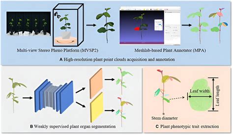 Revolutionizing Plant Phenotyping 3d Plant Shoot Segmentation With