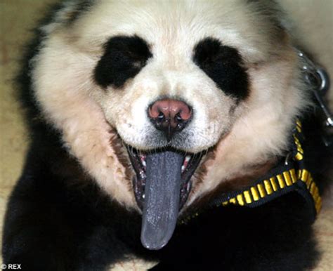 Panda Dog: A New "Hybrid Species" or a Cruel Joke? | PetHelpful