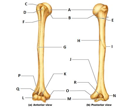 Humerus Bony Landmarks Review Diagram Quizlet