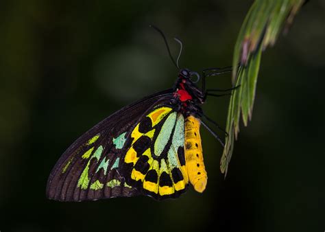 Cairns Birdwing Sean Crane Photography