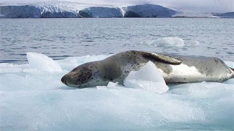 El Ir Zar Sum A Cuatro Bi Logos Para Observar La Fauna Del Mar