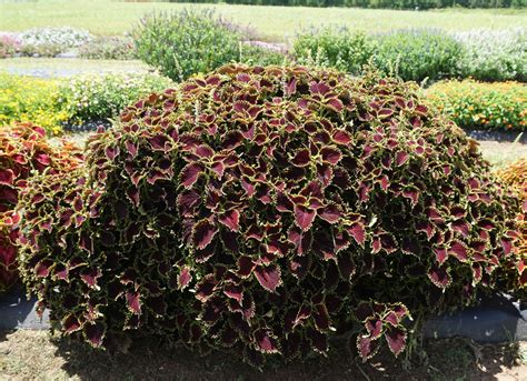 Summer 2020 Annuals Coleus East Texas Ornamental Plant Evaluations