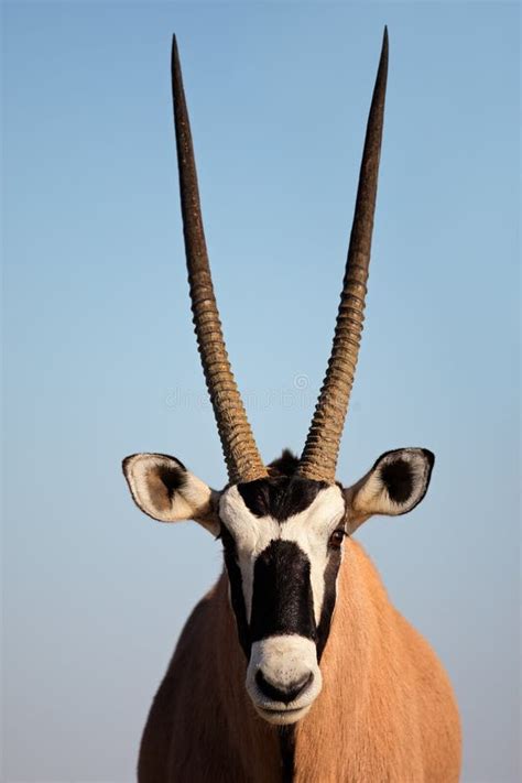 Gemsbok antelope stock photo. Image of wild, mammal, horned - 21209668