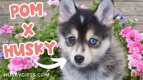 Pomeranian Husky Mix Pomsky Owner S Guide