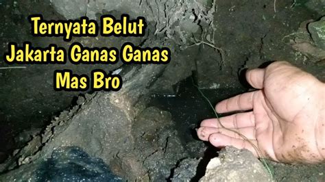 Mantap‼️ Mancing Belut Malam Hari Lebih Jos Youtube