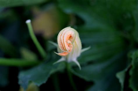 Macrography Blog Photo Flowers Plants
