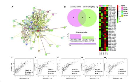 The Protein Protein Interaction Network Of Adam Was Analyzed Using