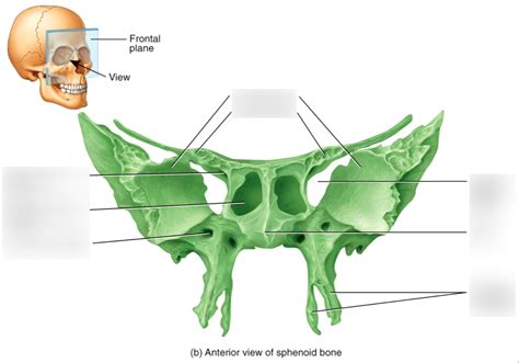 Anterior View Of Sphenoid Bone Diagram Quizlet