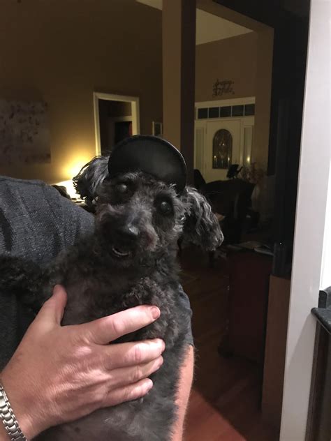 Dogo and his hato : r/dogswearinghats