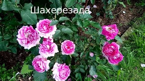 Цветение японских роз.2 ролика с интервалом 10 дней. - YouTube