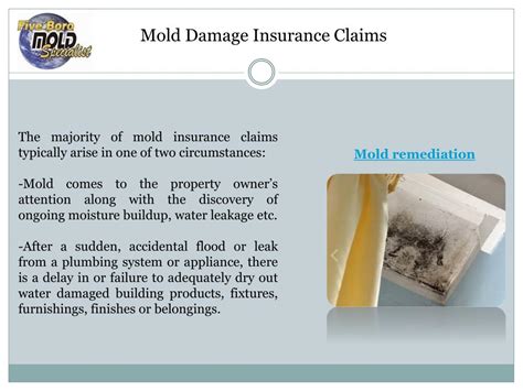 Ppt Mold Removal Companies Powerpoint Presentation Free Download