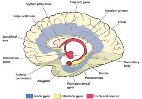 The Cingulate Gyrus Brain Exploring Your Mind