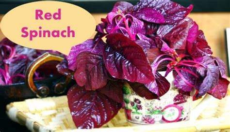 Red Spinach Top 10 Amazing Health Benefits Prevents Diabetes