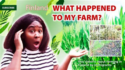 The Shocking Truth About My Farm In Finland A Story Of Triumph And