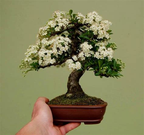 Bonsai Trees Inspirasi Bonsai Mini