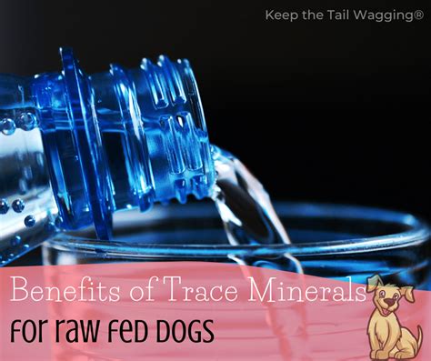 Benefits Of Trace Minerals For Raw Fed Dogs