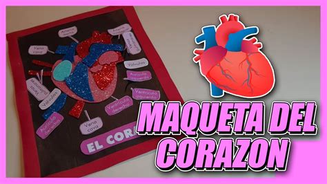 Como Hacer Maqueta Del Corazón Youtube