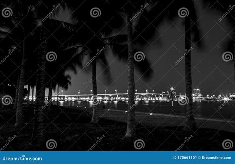 Biscayne Bay Bridge with Palm Trees at Night. Stock Image - Image of ...