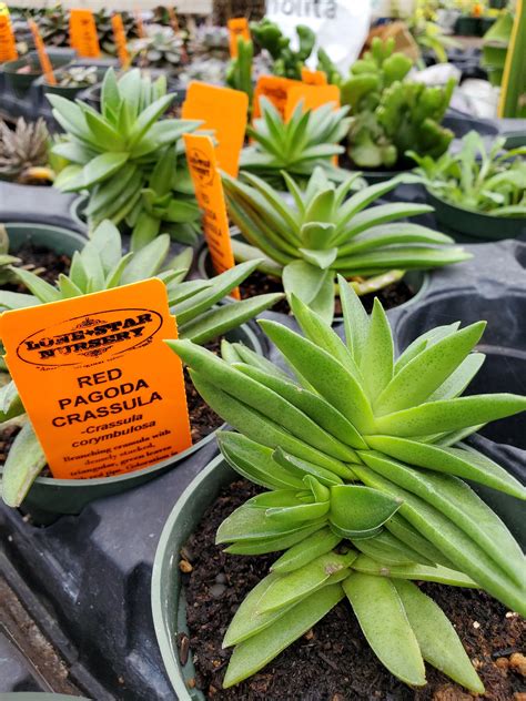 Crassula Corymbulosa Red Pagoda Gardening Delivery Lone Star Nursery