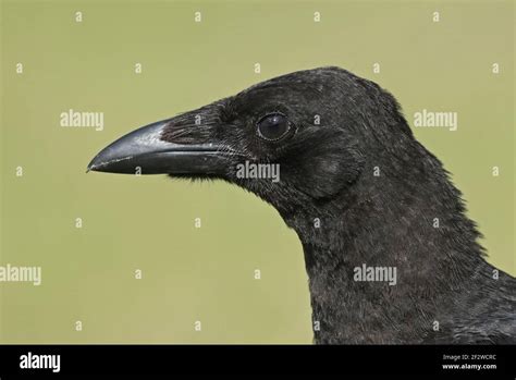 Carrion Crow Corvus Corone Corone Close Up Of Head Of Juvenile Eccles