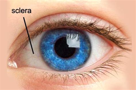 Sclera Of Eye