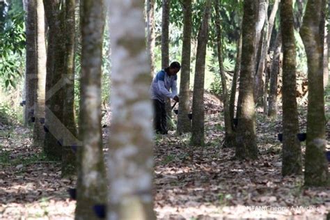 Ganggu Produksi Penelitan Penyakit Gugur Daun Karet Perlu Ditingkatkan