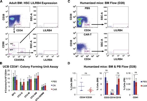 LILRB4 Is Not Expressed On Human HSCs And Anti LILRB4 CAR T Cells Have