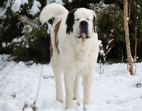 Saint Bernard Özellikleri ve Bakımı Ayrıntılı Petizone