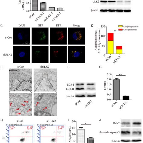 Effect Of Ulk On The Autophagic Flux And Apoptosis Of Um Uc Cells A