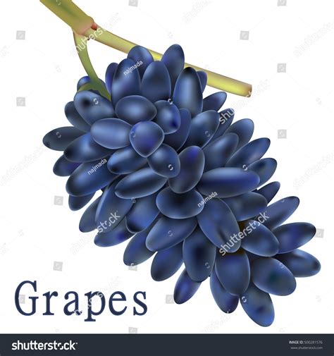 Grapes On White Background Vector Stock Vector (Royalty Free) 500281576 | Shutterstock