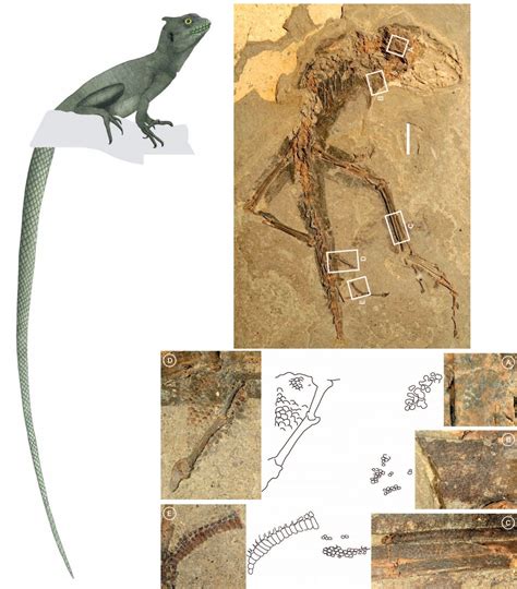 Species New to Science: [Paleontology • 2017] The Squamation of the Eocene stem-Basilisk ...