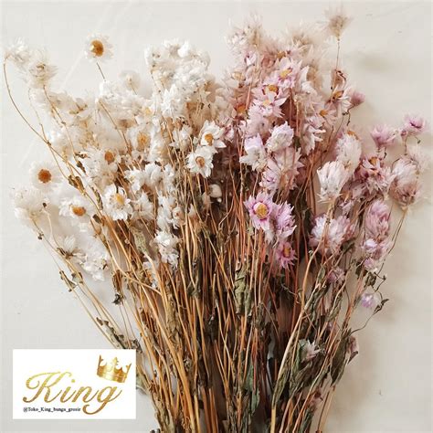 Jual Preserved Daisy Rodanthe Dried Flower Bunga Kering Tanaman Asli