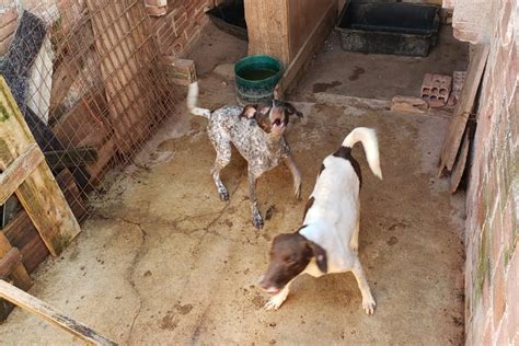 PCPR fiscaliza maus tratos a animais em Guaratuba Polícia Civil do Paraná